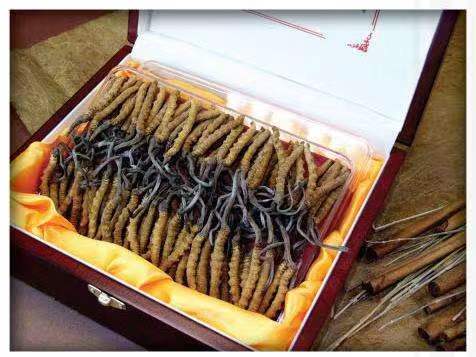 贵港冬虫夏草回收